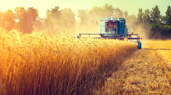 Harvesting Wheat